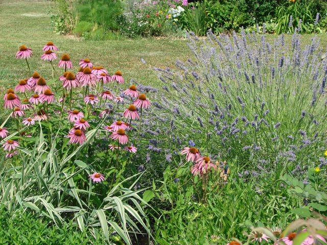 ehinacea i lavanda